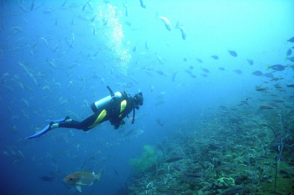 How Nemo's clean-up dive with Deliveroo and the Emirates Wildlife Society helped tackle ocean plastic -- and how you can join the next one