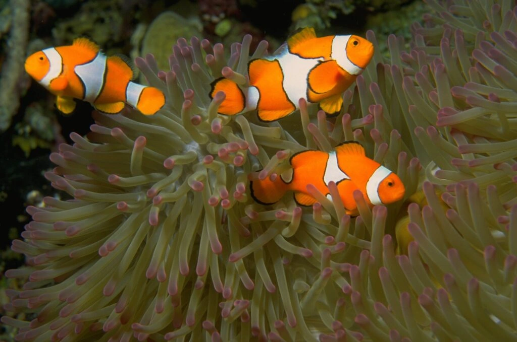 coral reefs in dubai Environmental Impact of Scuba Diving and How to Dive Responsibly