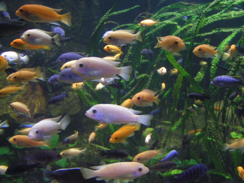 do not feed wild life Environmental Impact of Scuba Diving and How to Dive Responsibly