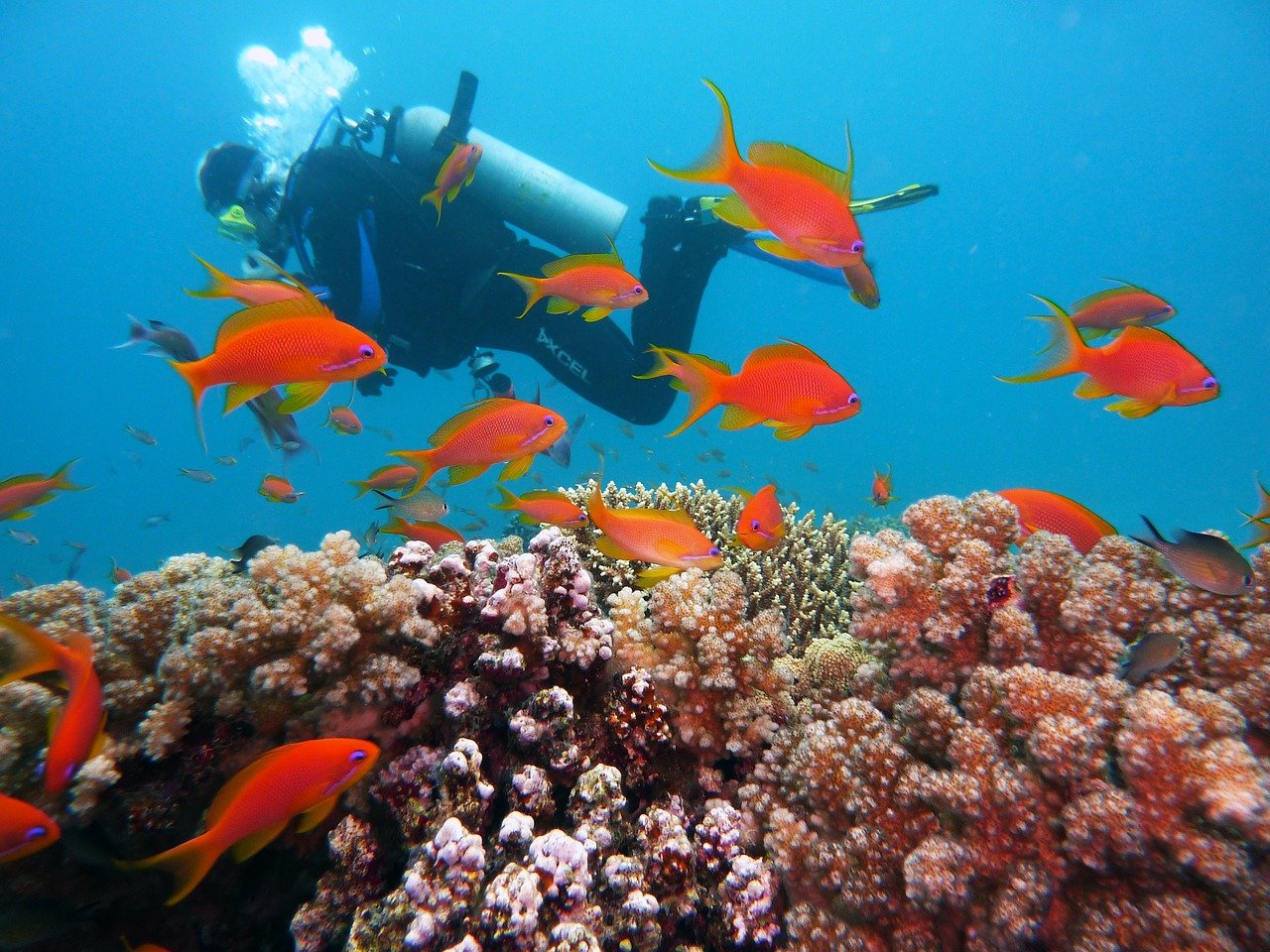 cuba Diving Packages for Valentine's Day: Where to Book the Perfect Dive Experience
