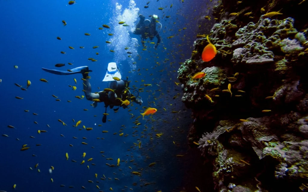 PADI continuing education Dubai guide: Advanced Open Water, Rescue Diver, and ReActivate, what each course covers, who it's for, and how they connect.