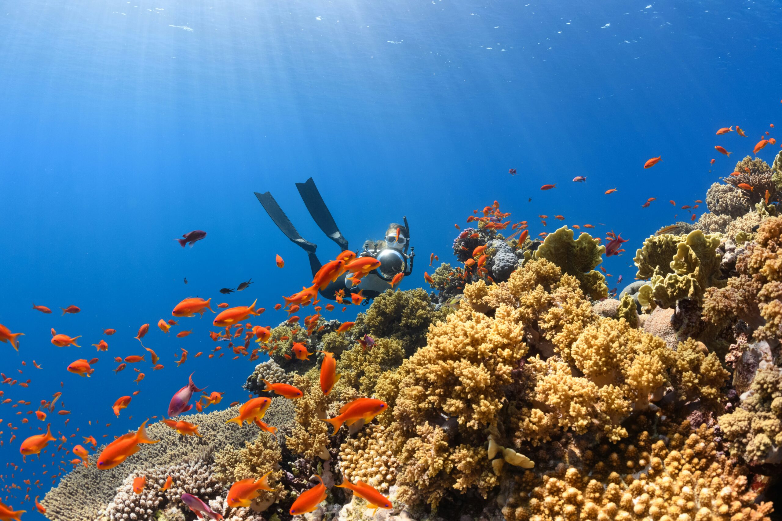 Scuba Diving in Dubai 2025: How Much Should You Expect to Pay?