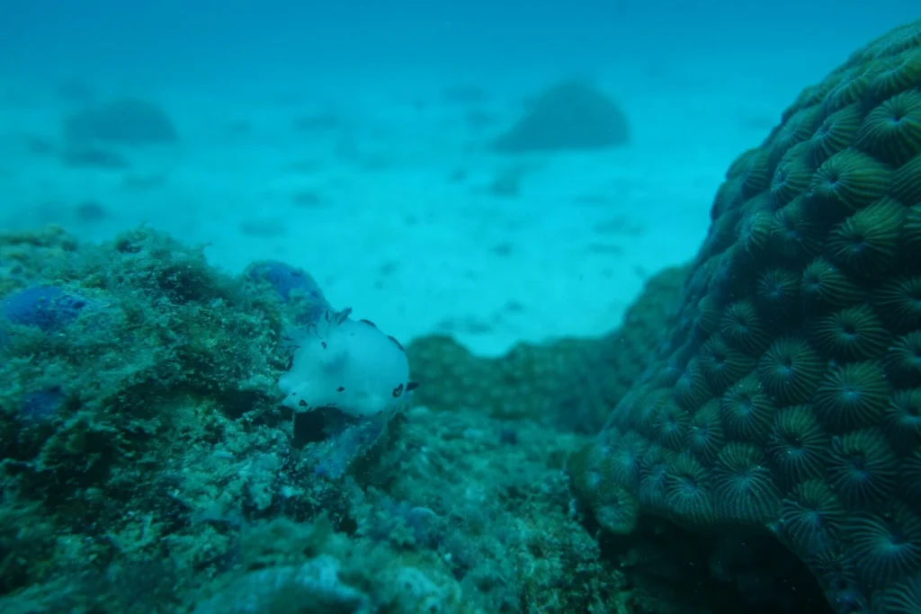 Why Is Pearl Diving Important in the UAE? History, Culture & Scuba Diving UAE
