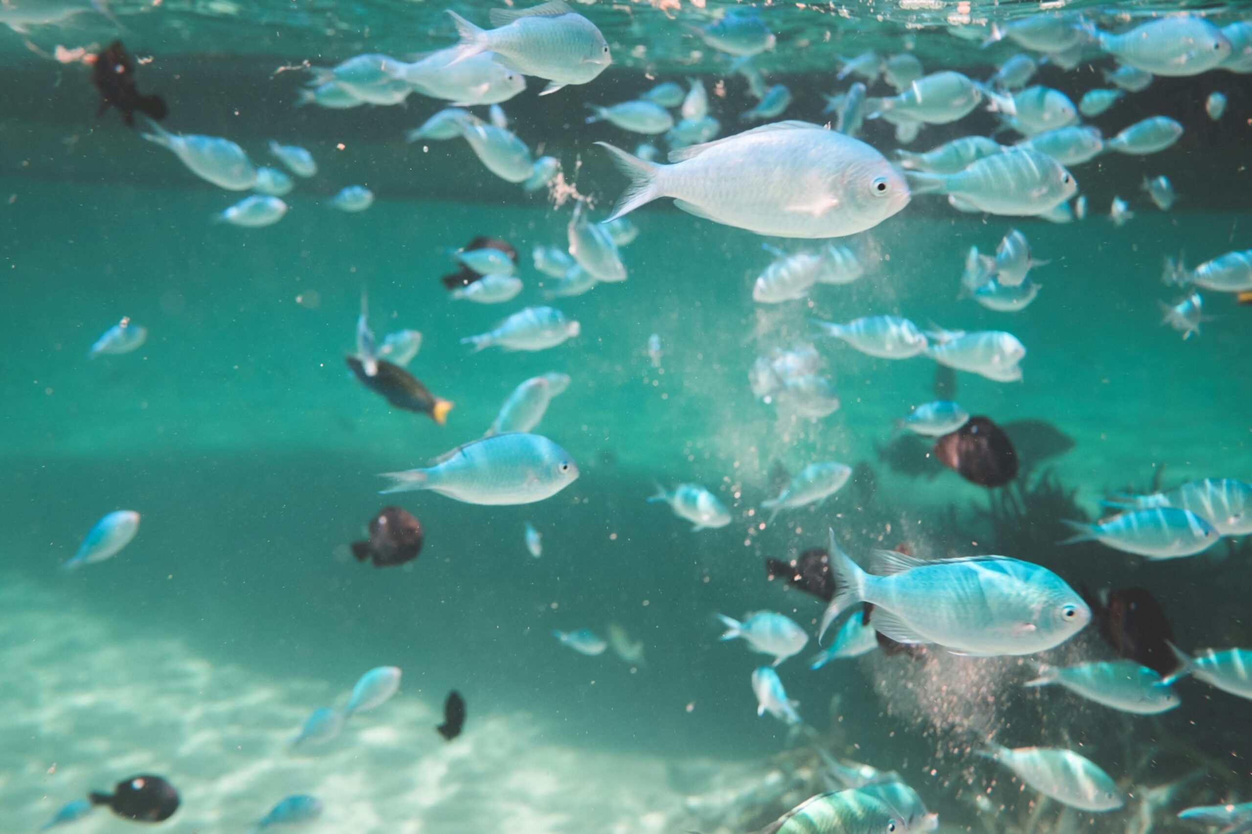 How to Plan a Diving Holiday in Dubai