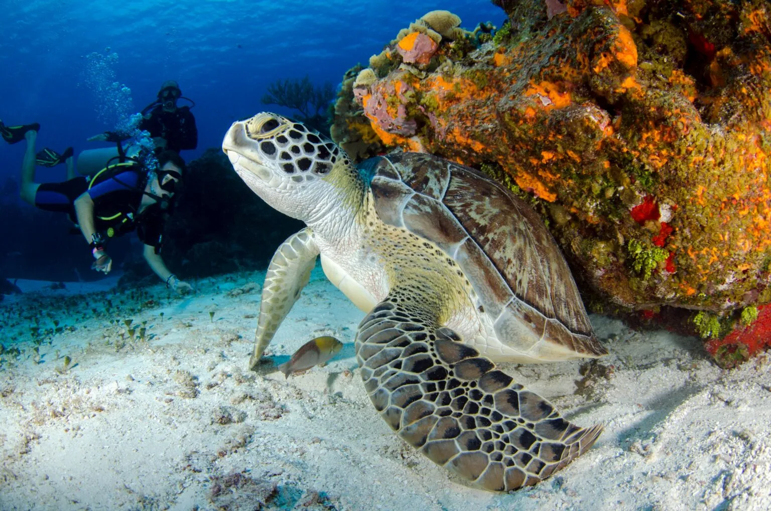 The Ultimate Weekend Escape Diving Adventure in Dubai: Couples Guide to Scuba Diving in Dubai Romance Underwater