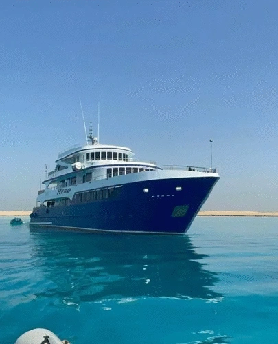 Egypt Trip 3 – Brothers, Daedalus and Elphinstone Expedition This expedition visits Egypt’s most offshore reefs—Brothers Islands, Daedalus Reef and Elphinstone Reef. Expect exhilarating drifts along steep walls covered in soft corals, with frequent encounters with oceanic whitetip sharks and hammerheads. Suited for experienced divers comfortable with currents and negative entries.