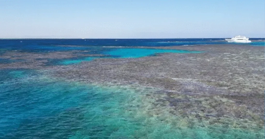 Egypt Trip 5 – Hurghada Liveaboard (20 – 27 July 2024)