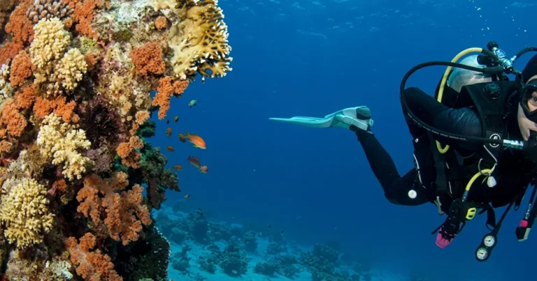 Dive Martini Rock in Fujairah, a pinnacle reef with vibrant soft corals at 10-22m depth, suitable for all diver levels. Book today.