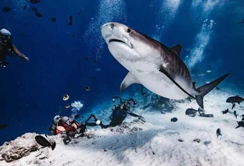 Maldives Trip 4 – Fuvahmulah Pelagic Adventure (21 – 28 March 2025)