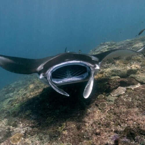 Maldives Trip 5 – Manta and Shark Expedition (29 August – 5 September 2025)