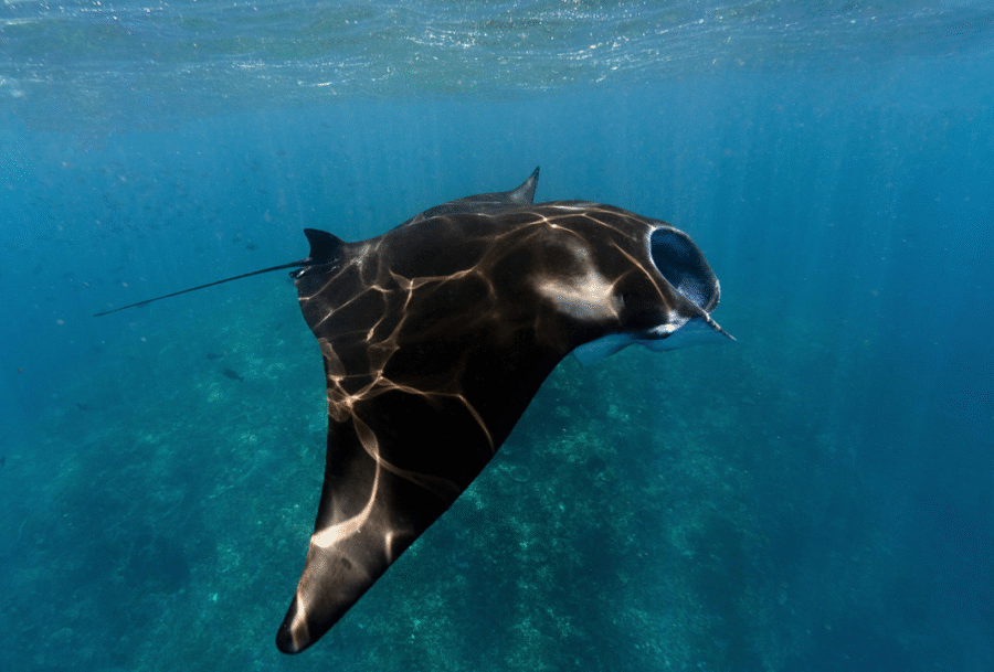Maldives Trip 5 – Manta and Shark Expedition (29 August – 5 September 2025) - Image 3