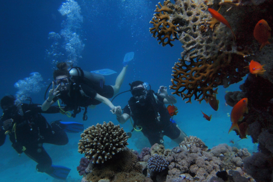 Egypt Trip 6 – Red Sea Expedition (19 – 26 July 2025) - Image 6