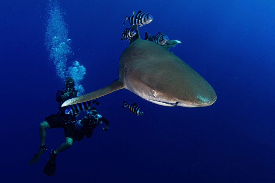 Egypt Trip 6 – Red Sea Expedition (19 – 26 July 2025) - Image 8