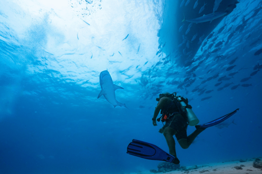 Maldives Trip 4 – Fuvahmulah Pelagic Adventure (21 – 28 March 2025) - Image 4