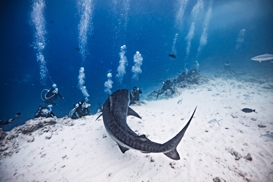 Maldives Trip 4 – Fuvahmulah Pelagic Adventure (21 – 28 March 2025) - Image 5