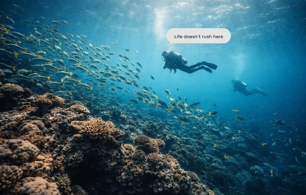 Diving with Nemo in Fujairah Best Place to Scuba Dive Near Dubai
