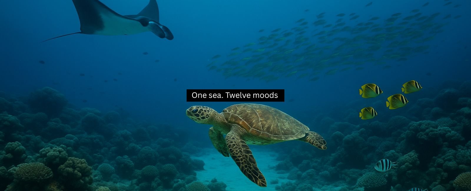 Underwater scene in Fujairah showing a green sea turtle swimming over a coral reef with a manta ray and schools of fish, representing the seasonal marine life calendar for scuba diving.