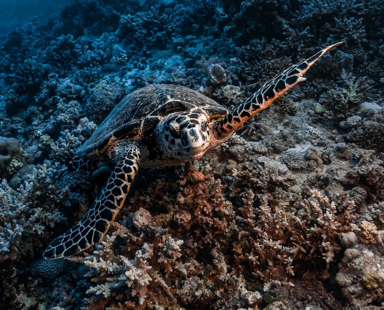 How Much Is Scuba Diving in Dubai? Prices, Packages, and What’s Included