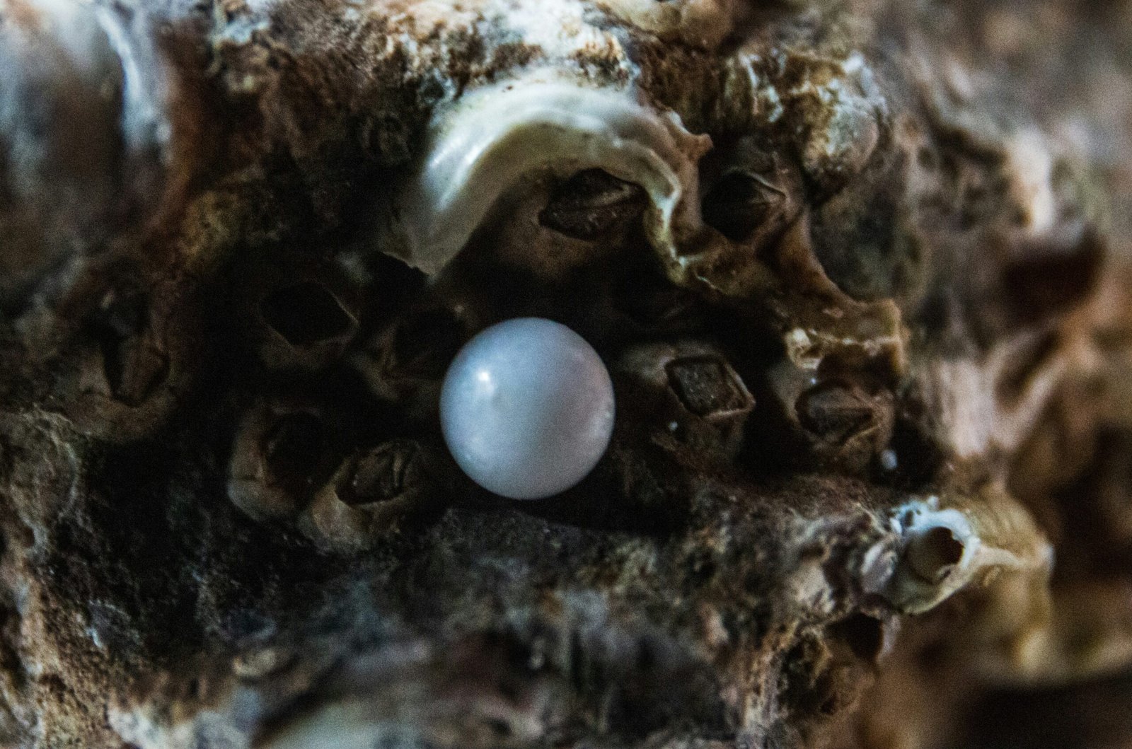 Why Is Pearl Diving Important in the UAE? – History, Culture & Scuba Diving UAE