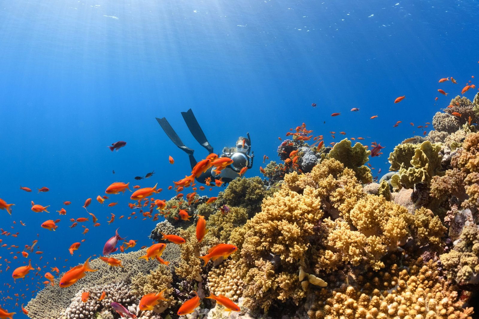 Budget-Friendly Scuba Diving in Dubai: Top Spots and Offers