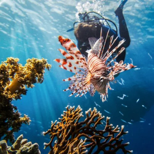 Deep Diver Specialty