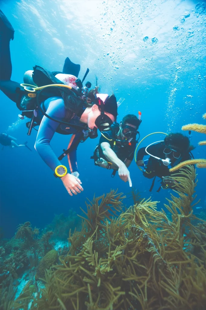Get your PADI Certification in Dubai at Nemo Diving Center. Step-by-step guide for beginners, courses, costs, what's included, and how to book online