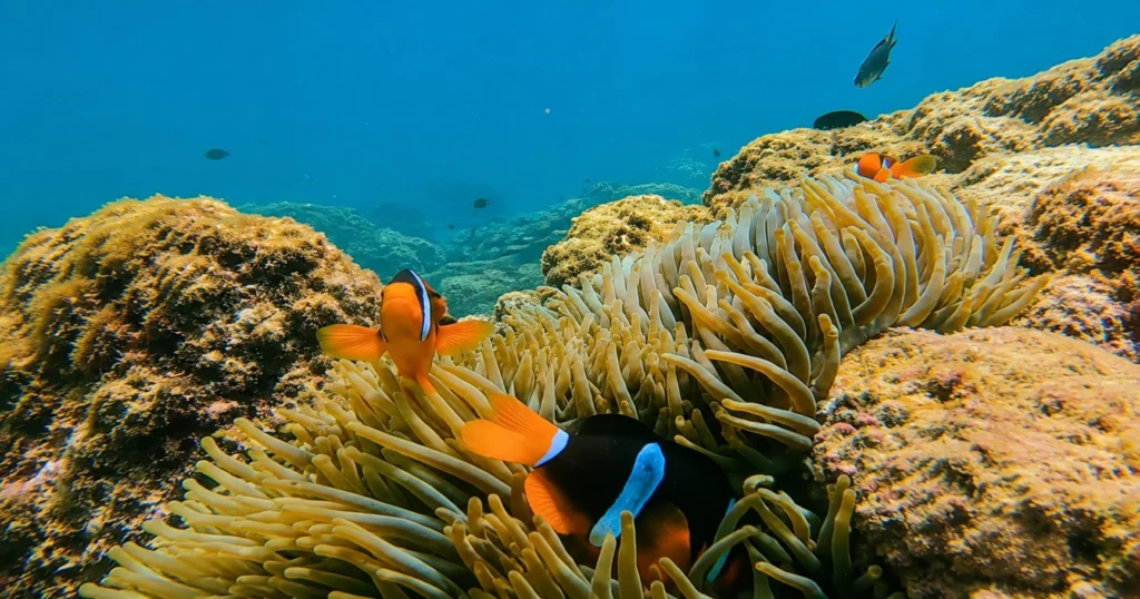 Best Time to Dive Fujairah: Seasons, Temp & Visibility