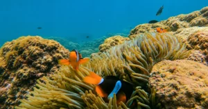 Best Time to Dive Fujairah: Seasons, Temp & Visibility