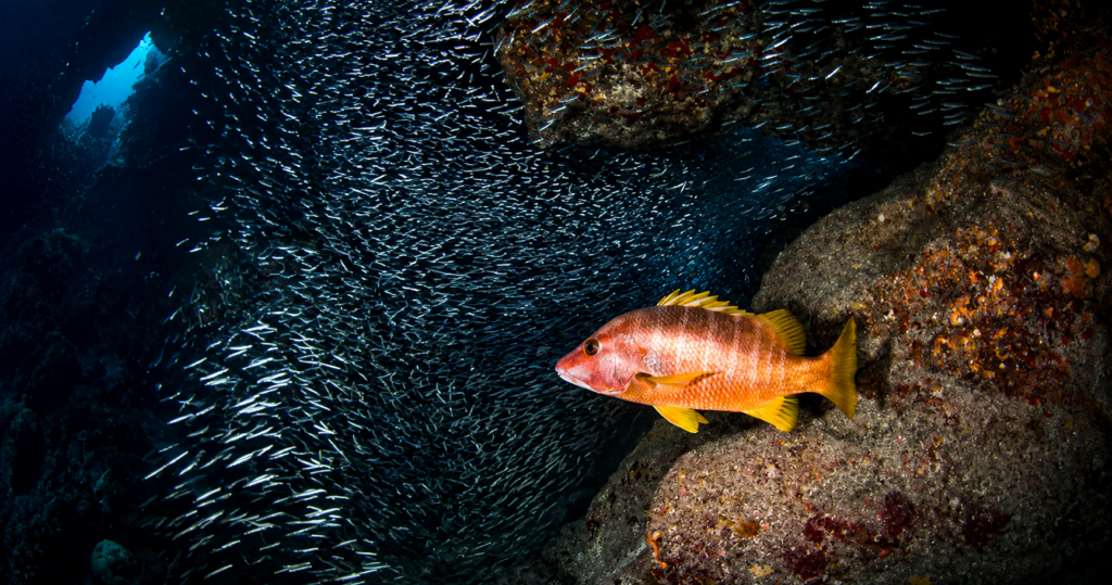 Day Trip Diving Dubai to Fujairah: Routes & Timing
Plan a day trip diving Dubai to Fujairah trip, travel times, routes, and what to know before you book with Nemo Diving Center.