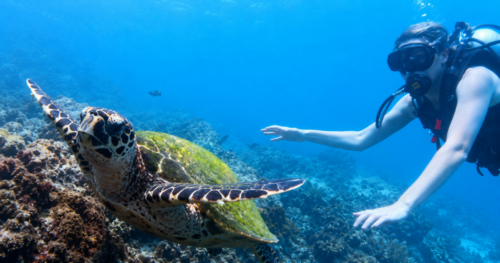 Day Trip Diving Dubai to Fujairah: Routes & Timing
Plan a day trip diving Dubai to Fujairah trip, travel times, routes, and what to know before you book with Nemo Diving Center.