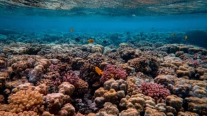 Diving Price Package Fujairah: What’s Included in Each Trip