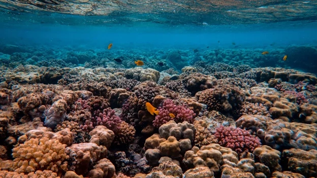 Diving Price Package Fujairah: What’s Included in Each Trip