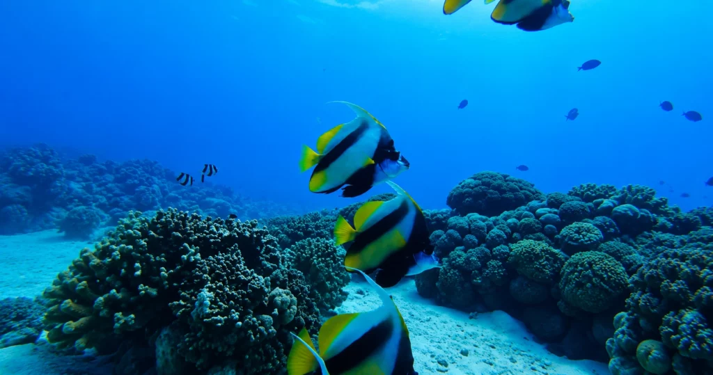 Fujairah vs Musandam Diving: Which Destination Should You Choose