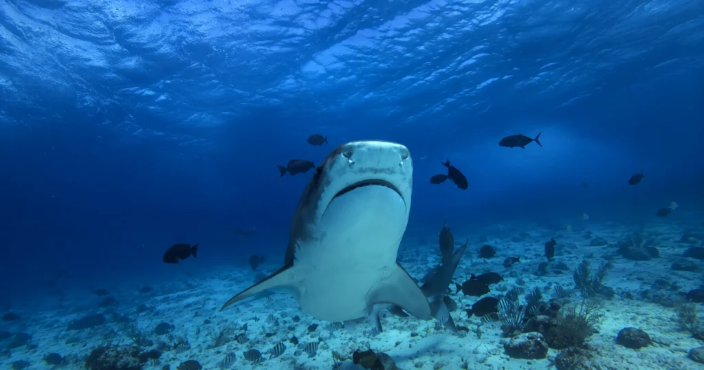 Fujairah vs Musandam Diving: Which Destination Should You Choose
