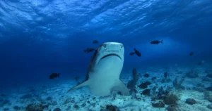 Fujairah vs Musandam Diving: Which Destination Should You Choose