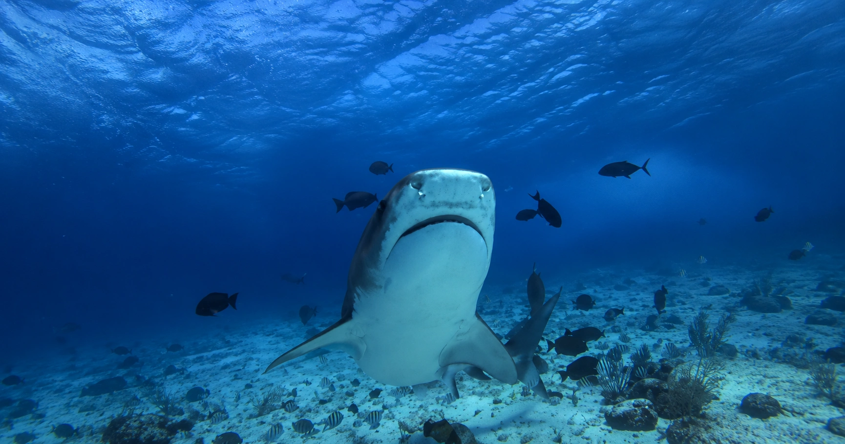 Fujairah vs Musandam Diving: Which Destination Should You Choose