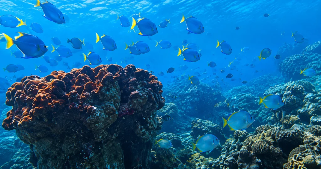 Best Time to Dive Fujairah: Seasons, Temp & Visibility