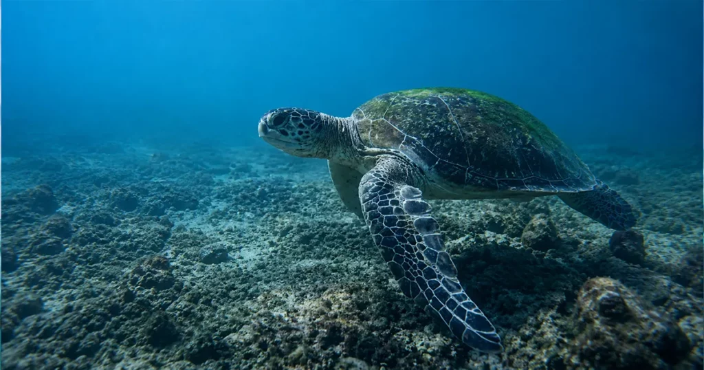 Our Fujairah Diving Center: Why Choose the Dibba Al-Fujairah Branch
Meet Nemo Diving Center’s Dibba Al-Fujairah branch — a PADI 5-Star dive center at Royal Beach. Location, facilities, and why divers choose us.
