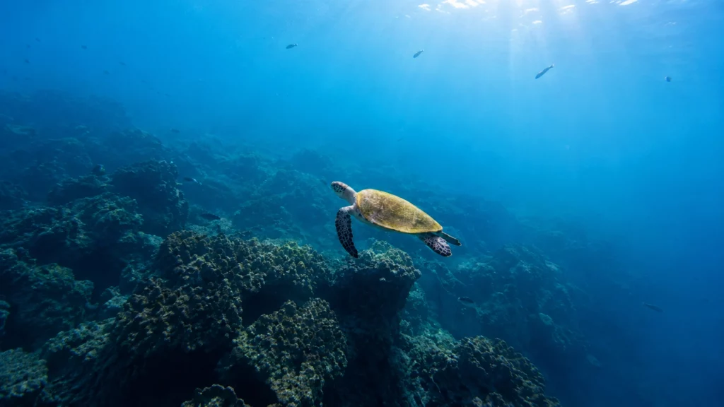 If you’re looking to take the PADI Open Water course Fujairah offers, you’re choosing one of the most beginner-friendly places in the UAE to learn. Sheltered bays, close-by dive sites, and consistently manageable conditions mean you spend less time traveling to open water and more time actually building skills underwater. This guide walks through exactly what the course involves, what to expect day by day, and how to prepare before your first session with Nemo Diving Center’s Dibba Al-Fujairah branch.