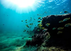 PADI Scuba Diver Course