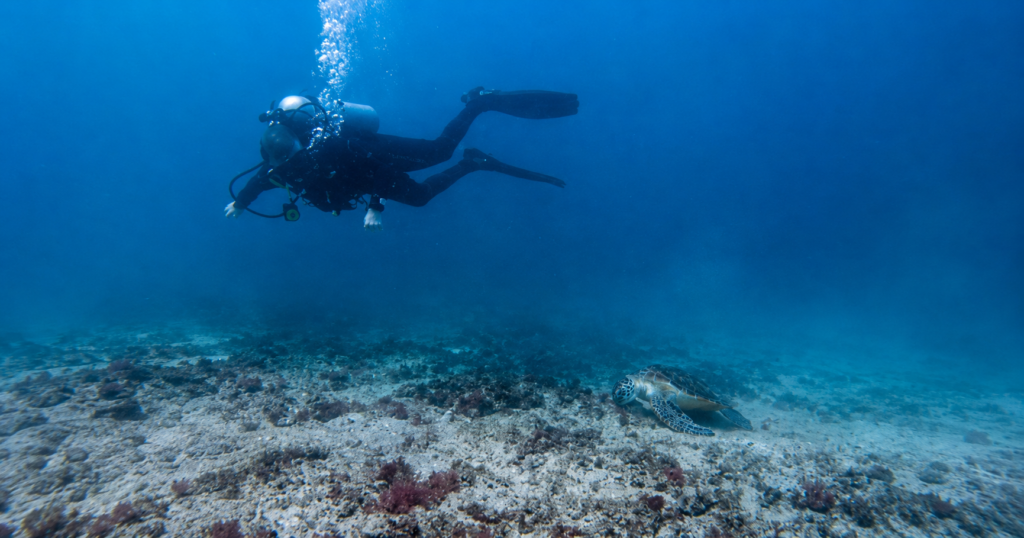 Discover Scuba Diving Fujairah: Why Try It Here
Fujairah’s Gulf of Oman location gives first-time divers noticeably better visibility than more sheltered UAE dive spots, which matters more than people expect for a first dive, being able to actually see the reef and marine life makes a huge difference to how the experience lands. Combined with the calm, sheltered bays near Dibba used for skills practice, it’s a genuinely well-suited location to try diving for the first time.
Read more about what makes this stretch of coastline stand out in our full guide: Diving in Fujairah: The Complete Guide (Dibba Al-Fujairah Branch).