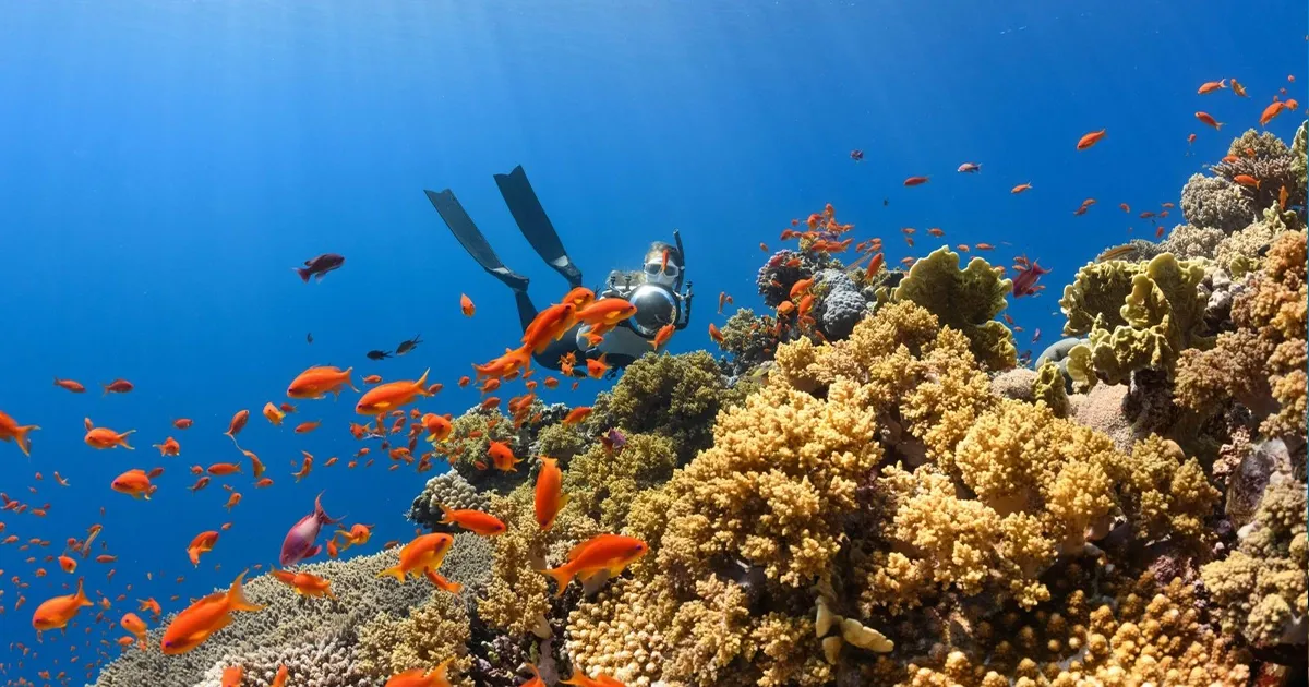 Nemo Diving Center, Al Sufouh 2