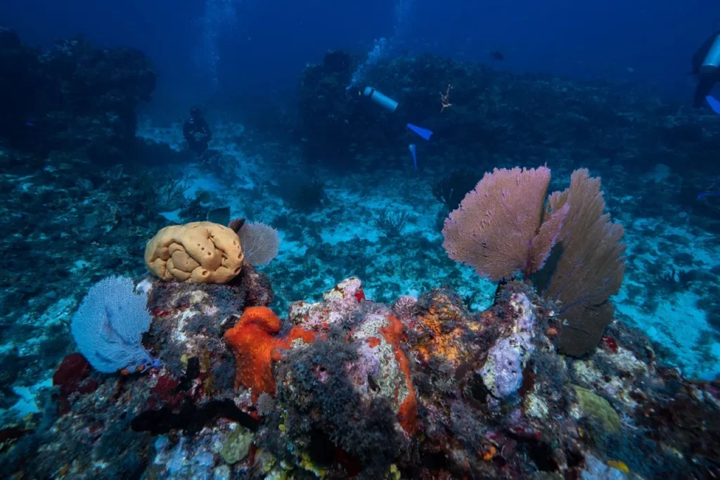 Premium Diving Middle East: Why Dubai Is a Strong Base
Premium diving Middle East travelers look for is about more than one site. Within a few hours of Dubai you can reach two different seas and a third coastline in Oman. This guide compares them and explains why Dubai works as a base for training and trips.