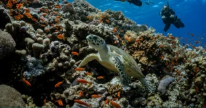 VIP Diving Dubai: What Nemo Offers VIP diving Dubai searches mix two different needs: a smoother experience and a fully private one. Nemo Diving Center focuses on the first and can discuss the second, so VIP diving Dubai requests are best sent to the team directly. This guide sets out what is listed on Nemo's site, so you know what to book and what to ask for.