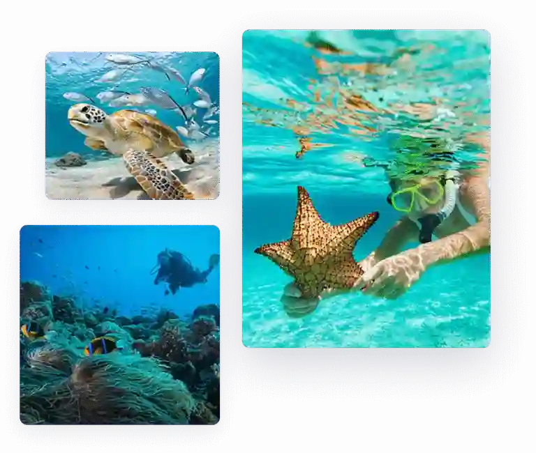 Sea turtle, coral reef and snorkeler with starfish on international scuba diving trip with Nemo Diving Center